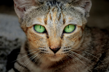 close up of the cat face with green eyes