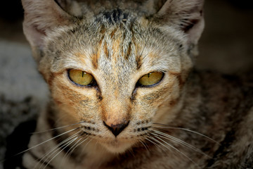 close up of the cat face with green eyes