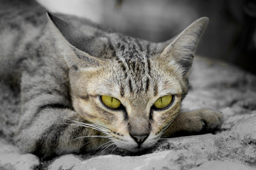 close up of the cat face with green eyes © MRSUTIN