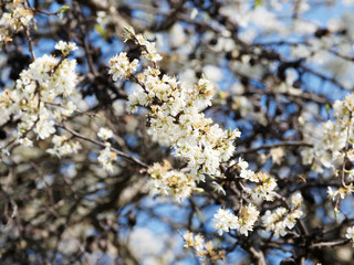 Prunus spinosa | Close up on blackthorn with its dark bark which contrast with buds and white flowers in early spring under a blue sky 