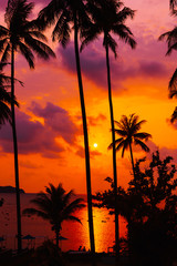 Silhouette tropical palm tree with sun light on sunset sky. Summer vacation and nature travel adventure concept. Coconut palm trees against colorful sunset