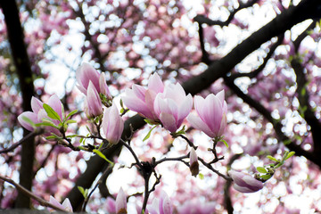 Twigs pink magnolia flowers bloom in early spring