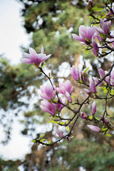 Twigs pink magnolia flowers bloom in early spring