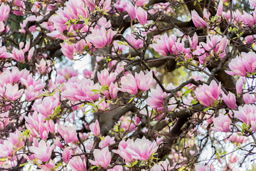 Twigs pink magnolia flowers bloom in early spring
