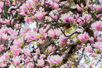 Twigs pink magnolia flowers bloom in early spring © pyansetia2008