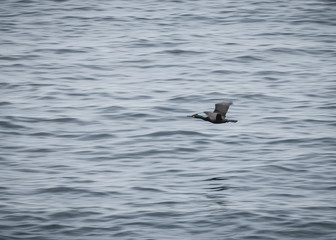 flying bird over the sea
