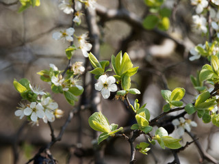 Prunus spinosa | Blackthorn or sloe shrub with blackish bark, dense spiny branches full of buds and...