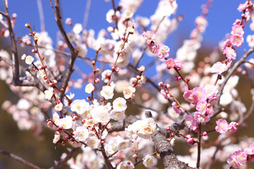 ウメ　栃木県真岡市