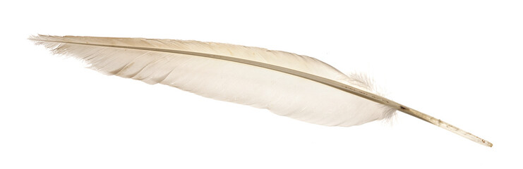 Natural bird feathers isolated on a white background. pigeon and goose feathers close-up