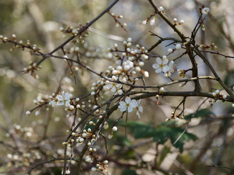 Prunus spinosa | Blackthorn or sloe shrub with in a tangle of blackish thorny branches full of buds and creamy-white flowers 