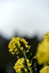 菜の花畑