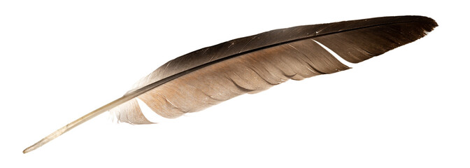 Natural bird feathers isolated on a white background. pigeon and goose feathers close-up © Илья Подопригоров