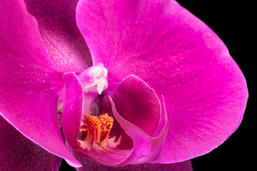 Extreme close up of violet phalaenopsis or Moth orchid from isolated on black