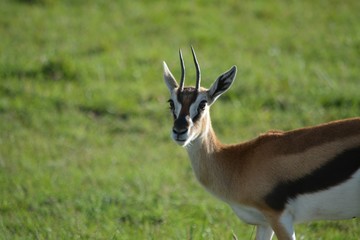 impala in savanna