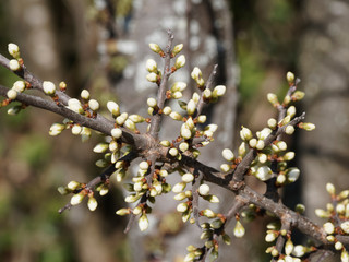 Close up on buds and blooming white flowers on blackish thorny branches of blackthorn (Prunus spinosa) 