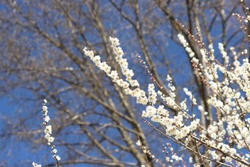 ウメ　栃木県真岡市
