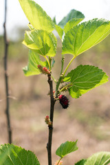 Mulberry and leaves on a wooden background,Red and black berry f
