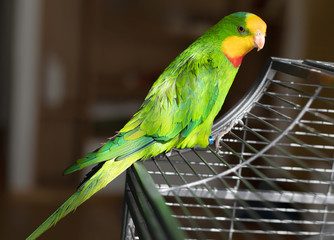 Barraband's parrot sits on a cage
