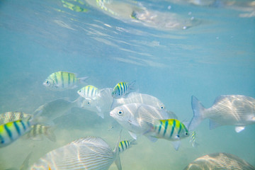 Beautiful colored fish swim underwater in the Indian Ocean among the stones.