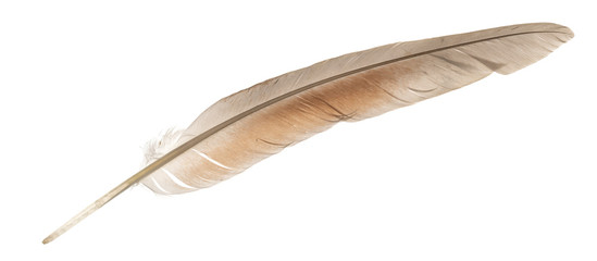 Natural bird feathers isolated on a white background. pigeon and goose feathers close-up