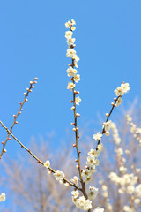 ウメ　栃木県真岡市