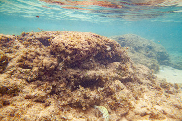 Beautiful colored fish swim underwater in the Indian Ocean among the stones.