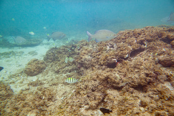 Beautiful colored fish swim underwater in the Indian Ocean among the stones.