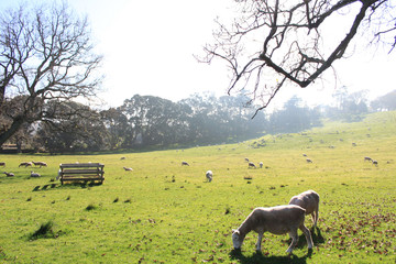 【 New Zealand 】Sheep in One Tree Hill