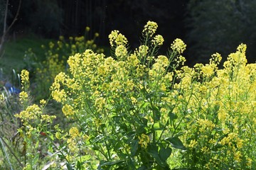 Canola flower, a spring tradition, is a food in Japan and a source of rapeseed oil.