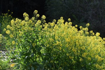 Canola flower, a spring tradition, is a food in Japan and a source of rapeseed oil.