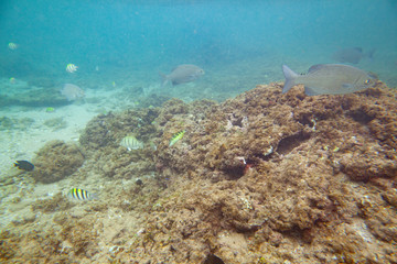 Beautiful colored fish swim underwater in the Indian Ocean among the stones.