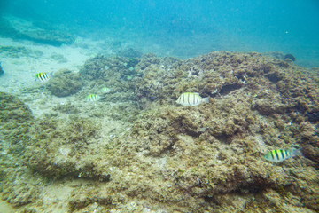 Fototapeta na wymiar Beautiful colored fish swim underwater in the Indian Ocean among the stones.