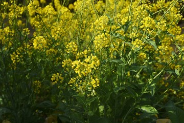 Canola flower, a spring tradition, is a food in Japan and a source of rapeseed oil.