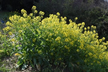 Canola flower, a spring tradition, is a food in Japan and a source of rapeseed oil.