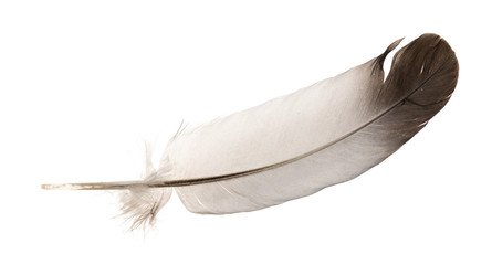 Natural bird feathers isolated on a white background. pigeon and goose feathers close-up © Илья Подопригоров