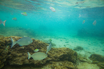 Beautiful colored fish swim underwater in the Indian Ocean among the stones.