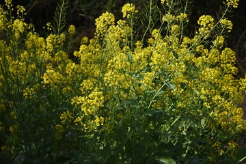 Canola flower, a spring tradition, is a food in Japan and a source of rapeseed oil.