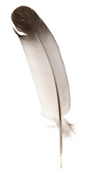 Natural bird feathers isolated on a white background. pigeon and goose feathers close-up