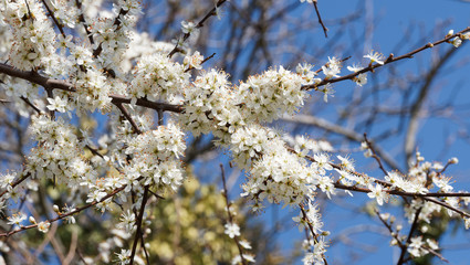 Prunus spinosa | Blackthorn or sloe shrub with in a tangle of blackish thorny branches full of creamy-white flowers 