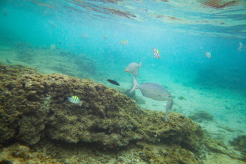 Beautiful colored fish swim underwater in the Indian Ocean among the stones.