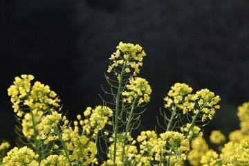 Canola flower, a spring tradition, is a food in Japan and a source of rapeseed oil.