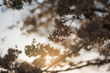 夕暮れの桜