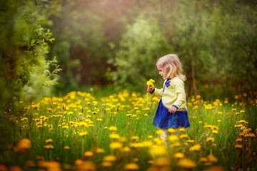 a girl walks in a field of flowers, collects a bouquet, dandelions are blooming, spring has come, yellow color