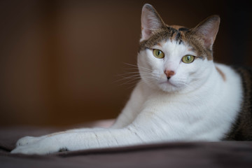 ポーズをとる猫