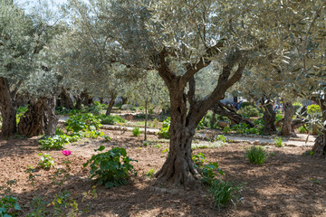 Gethsemane gardens. Basilica of the Agony, in Jerusalem.