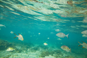 Beautiful colored fish swim underwater in the Indian Ocean among the stones.