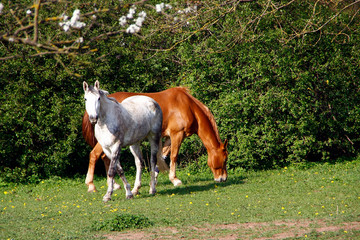 Horse, Riding horse, Equestrian sport, Burghaun, Hesse, Germany, Europe