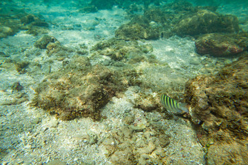 Beautiful colored fish swim underwater in the Indian Ocean among the stones.