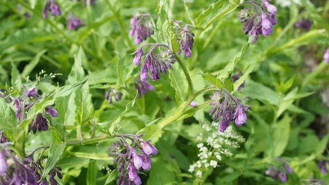 Beautiful blooming violet comfrey flowers - Symphytum officinale - in homemade garden in HD VIDEO. Illuminated by soft daylight. Close-up.