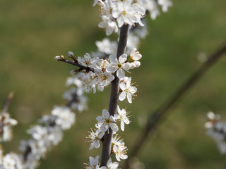 Close up on creamy-white petals on thorny branches of blackthorn or sloe (Prunus spinosa) 